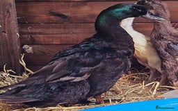 Ducks poultry for sale: Pair of runner ducks and a cayuga Drake  - Image 4