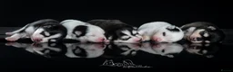 Pomsky dogs for sale: F4 Pomsky females from health tested parents - Advert 2