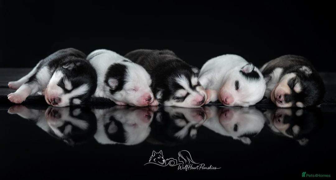 Pomsky dogs for sale: F4 Pomsky females from health tested parents - Advert 2