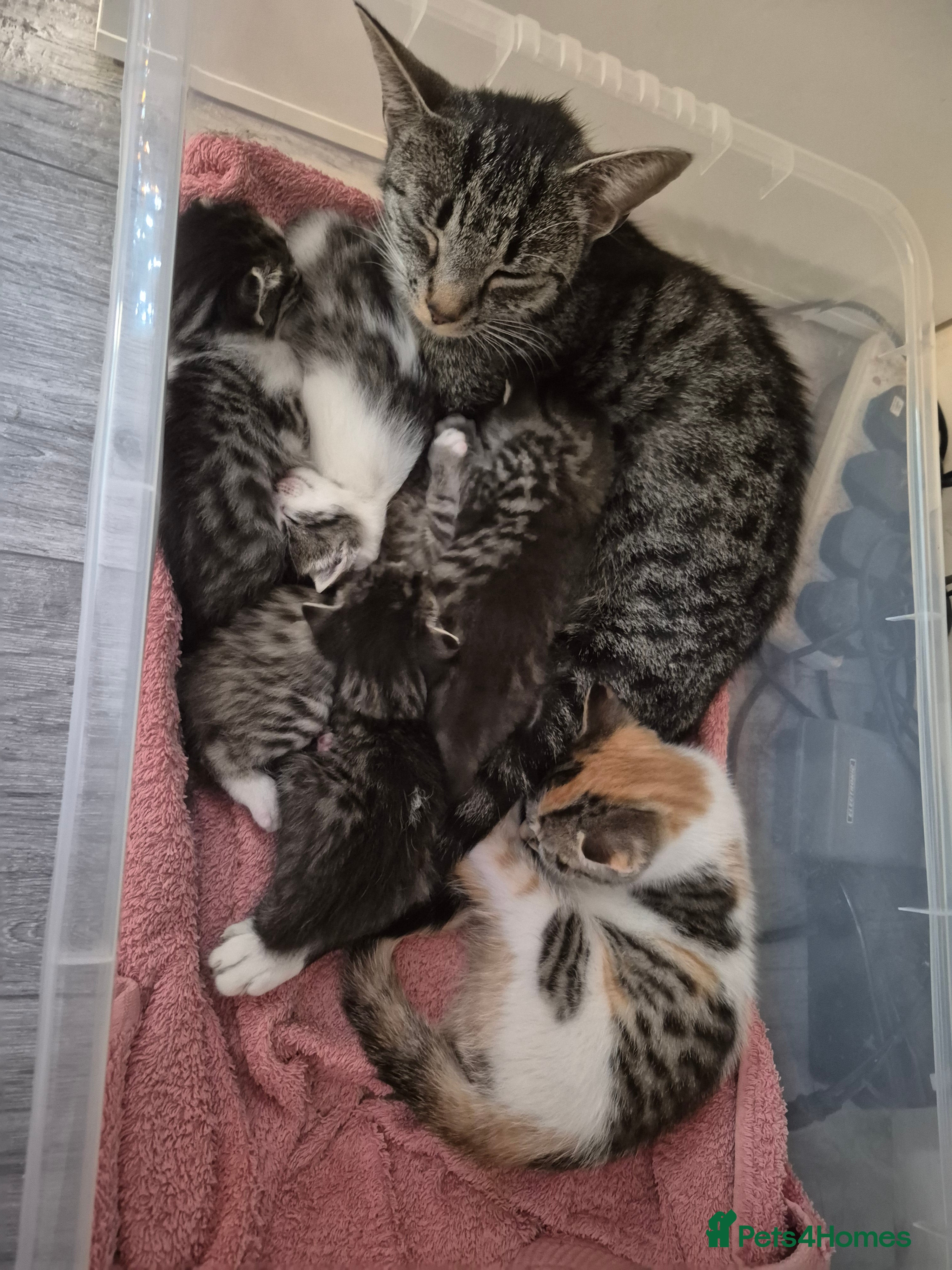 British Shorthair cats 3 beautiful female kittens - Advert 1