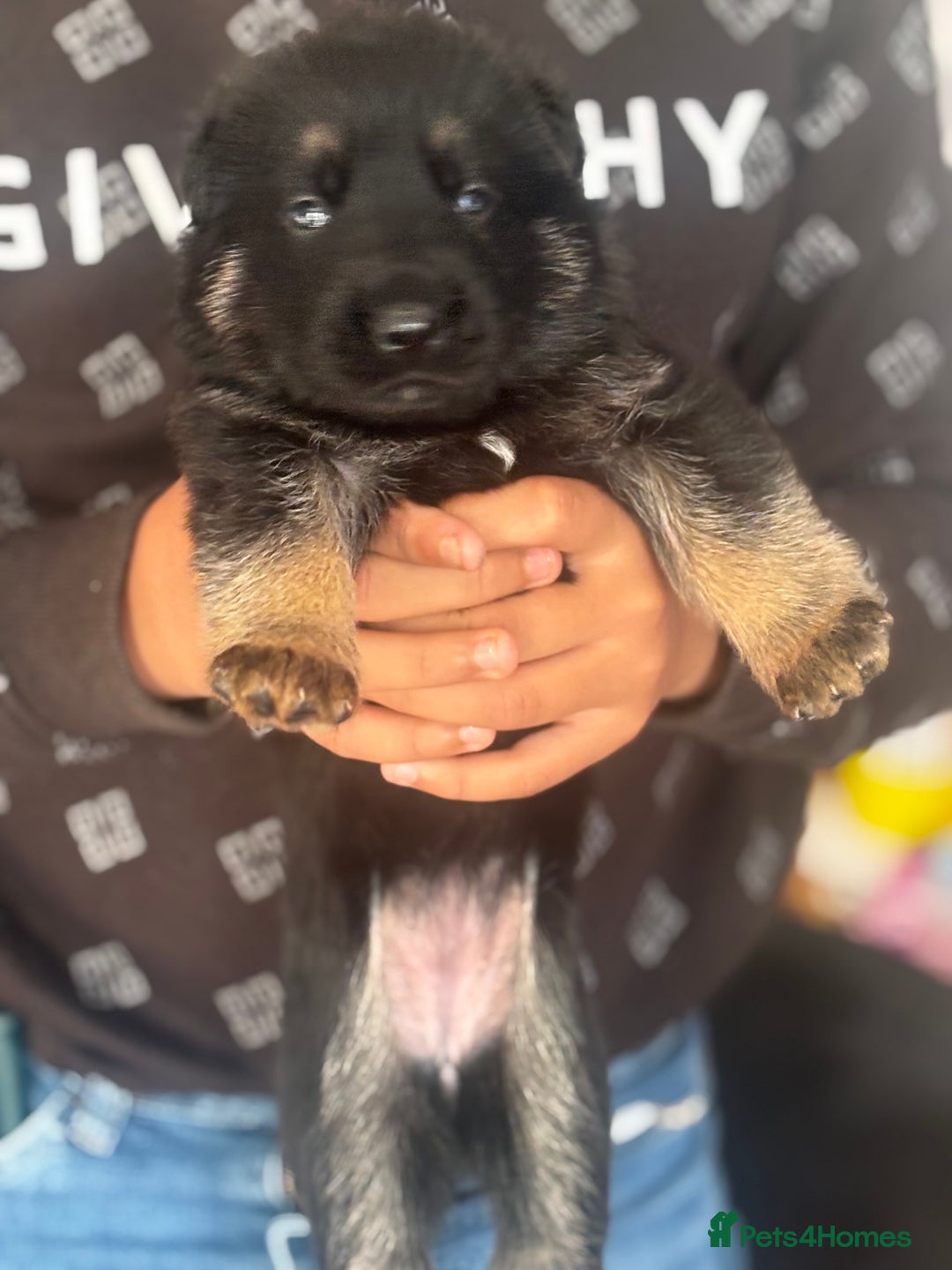 Mixed Breed dogs for sale: German shepherd x Chinese red dog puppies - Image 5