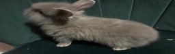 Mixed Breed rabbits for sale: New zealand cross Lionhead - Advert 9