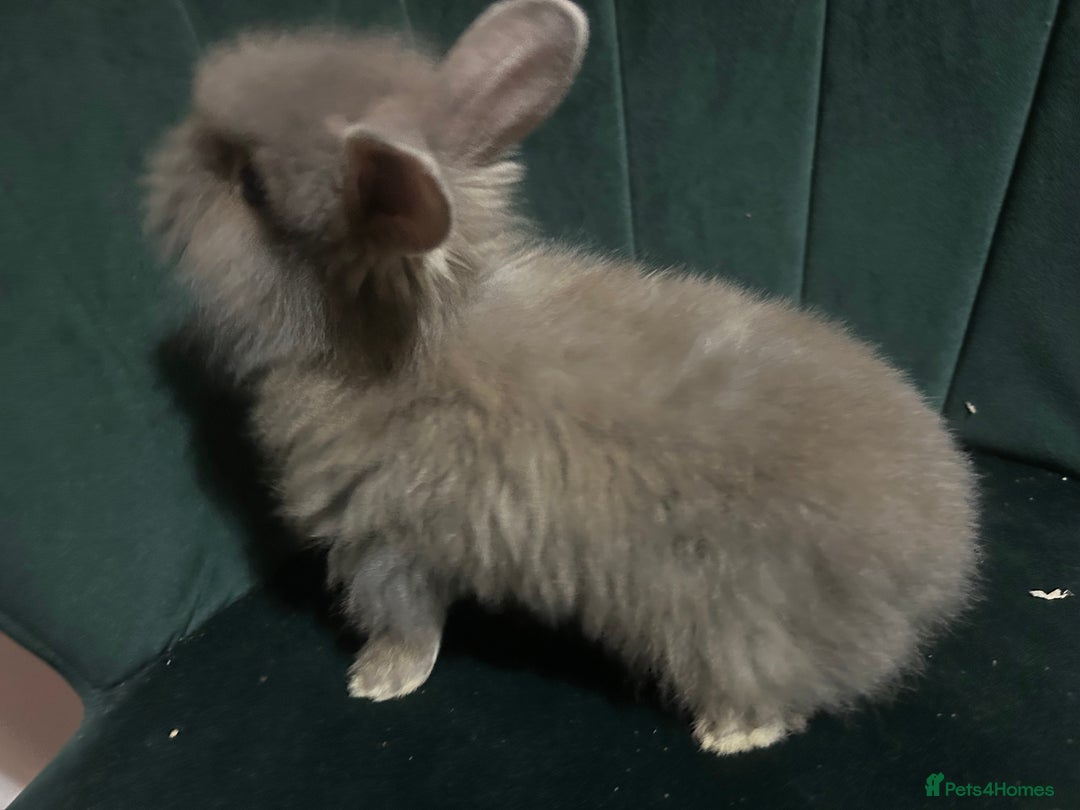 Mixed Breed rabbits for sale: New zealand cross Lionhead - Advert 9