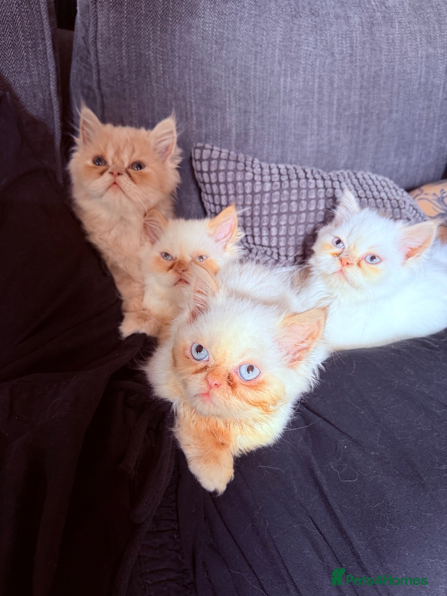 Persian cats Lovely Persian kittens 1 girl 3 boys  - Advert 1