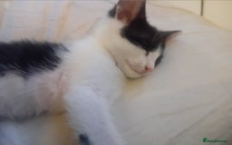 British Shorthair cats for sale: Looks black and white but up close is dark stripes - Image 2