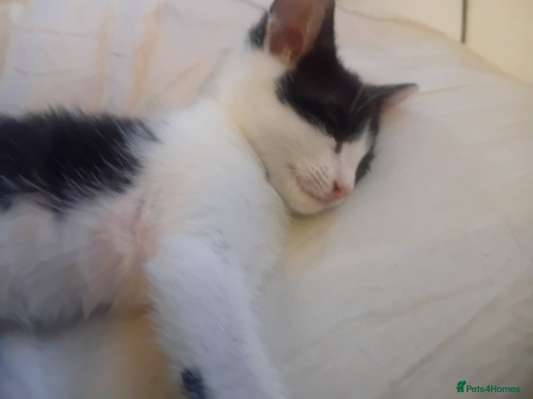 British Shorthair cats for sale: Looks black and white but up close is dark stripes - Image 2