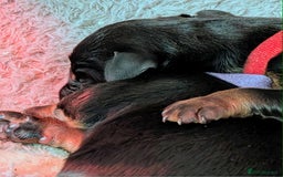 Dobermann dogs for sale: #ShadowdairDobermans #Pregnancy#DobermanLove - Image 16