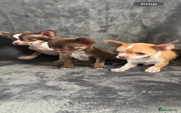 Chihuahua dogs for sale: Chihuahuas puppies  - Image 3