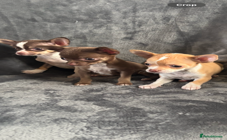 Chihuahua dogs Chihuahuas puppies  - Advert 13