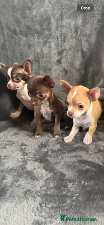 Chihuahua dogs Chihuahuas puppies - Advert 1