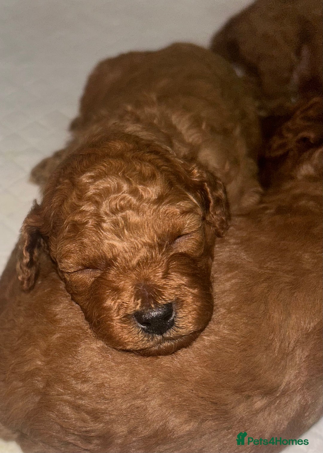 Cavapoo dogs for sale: TOY RED CAVAPOO PUPPIES  - Advert 8