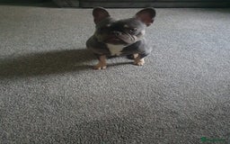 French Bulldog dogs for stud: French bulldog TO STUD - Image 4