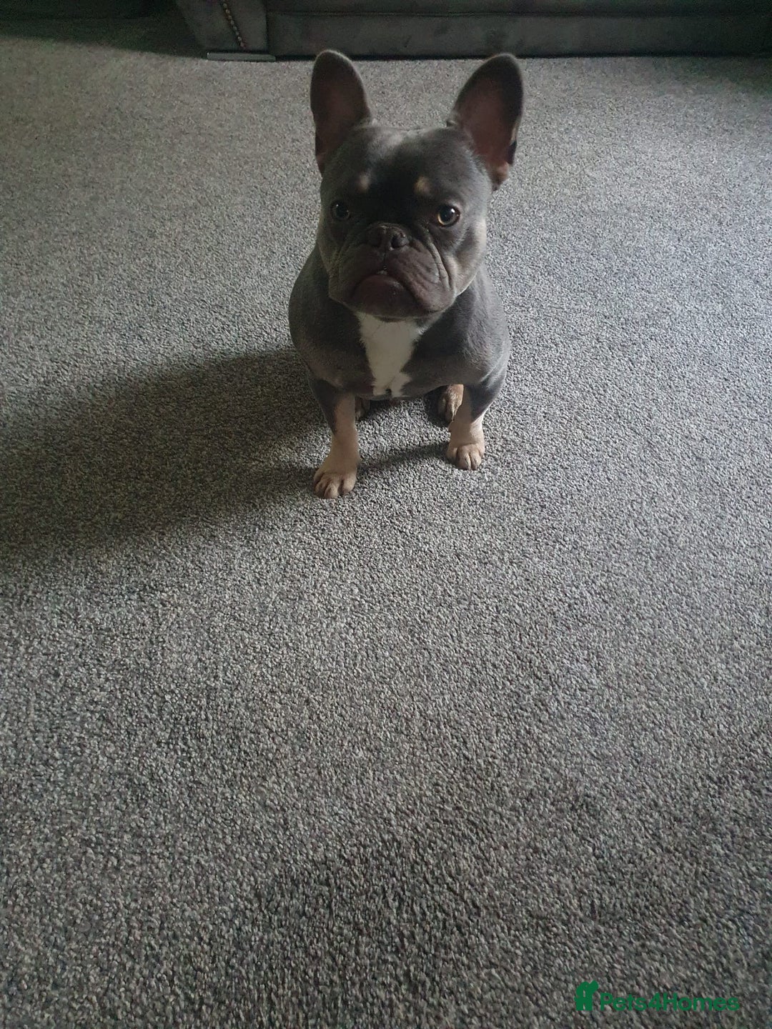 French Bulldog dogs for stud: French bulldog TO STUD - Image 4