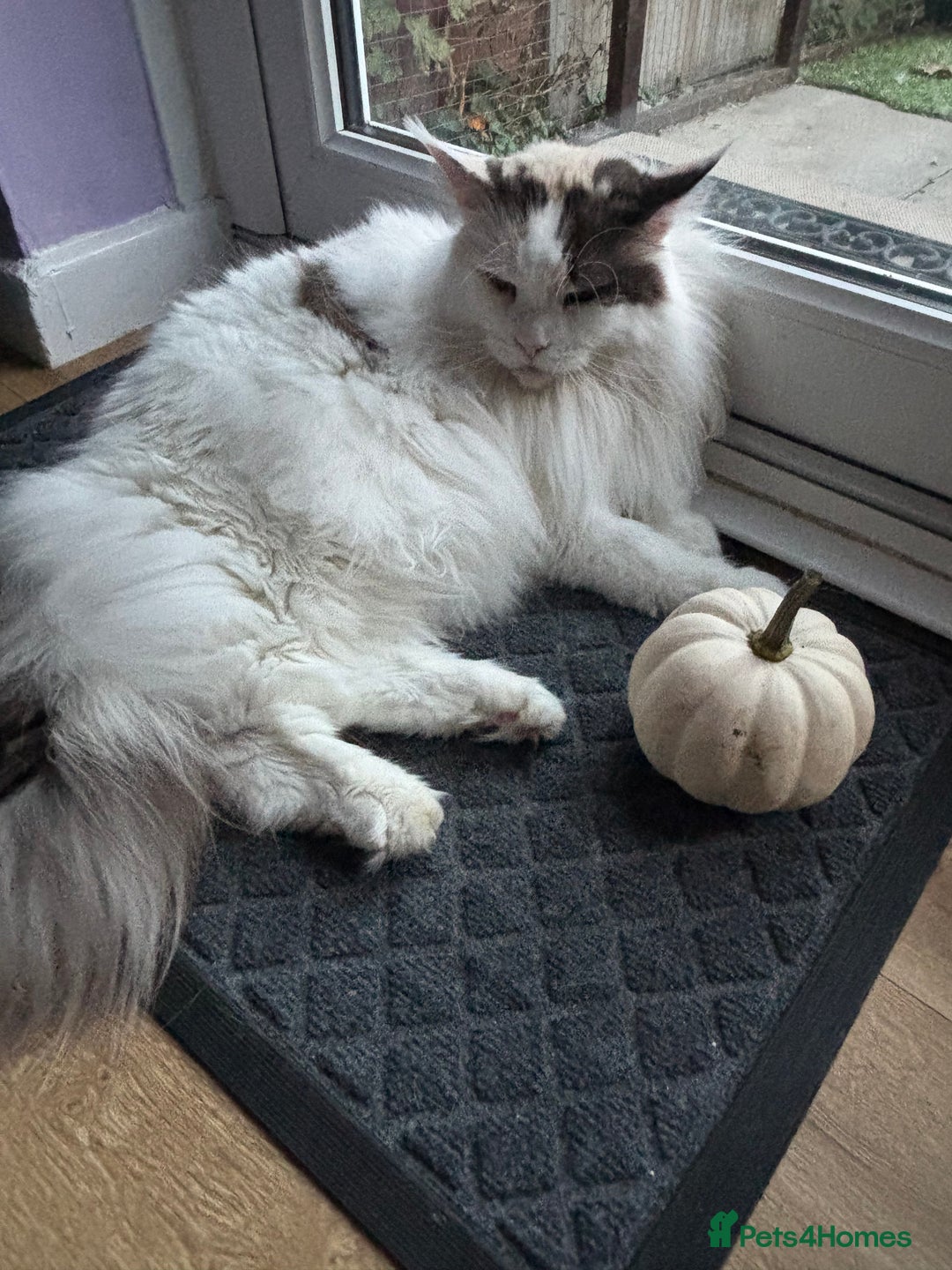 Maine Coon cats for sale: 2 Adult Maine Coon female  - Image 2