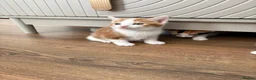 Mixed Breed cats for sale: Kittens  in Ashington - Advert 3