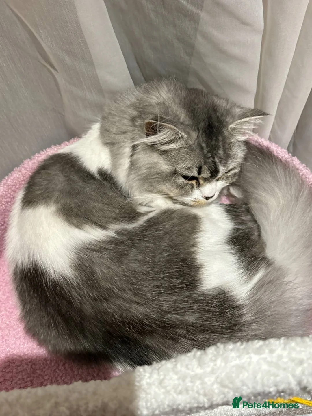 British Longhair cats for sale: Munchi the longhair  - Advert 9