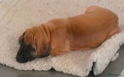 Great Dane dogs for sale: KC Reg Great Dane Female  - Image 10