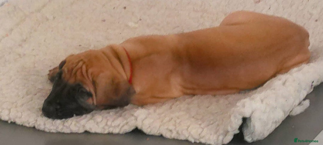 Great Dane dogs for sale: KC Reg Great Dane Female  - Image 10
