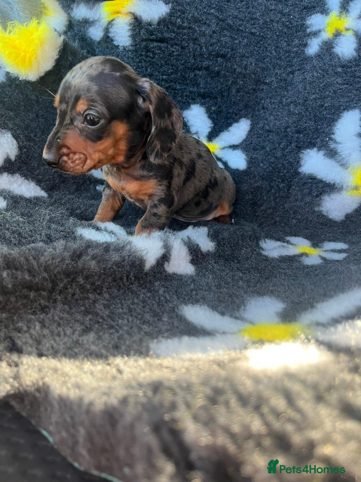 Miniature Dachshund dogs for sale: Dachsund puppies ready end of oct  - Advert 2