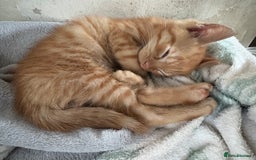 Mixed Breed cats for sale: 2 boy kittens for sale  - Image 4