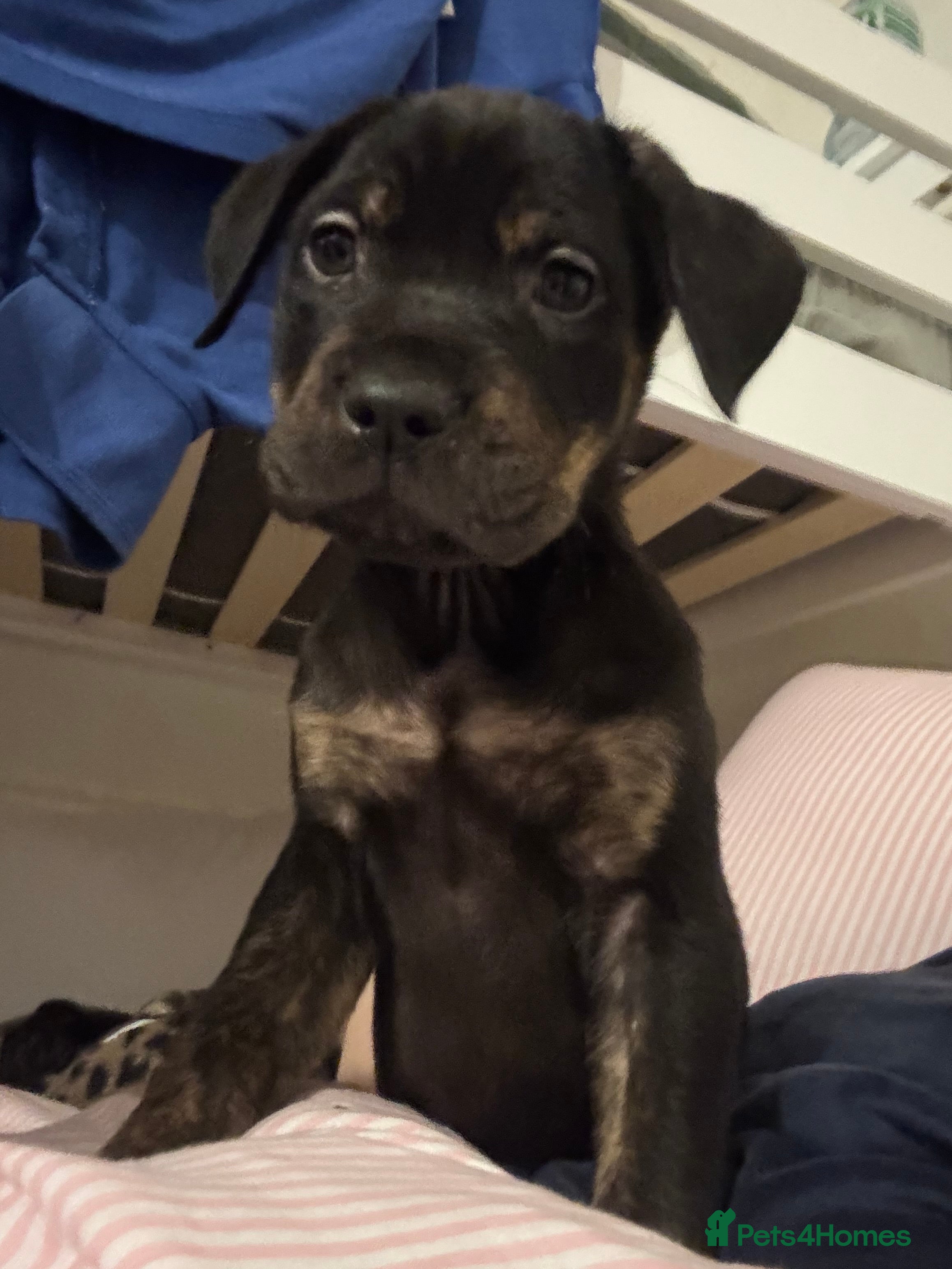 Mixed Breed dogs 4 beautiful cane corso mix lab puppies for sale  in London - Advert 2