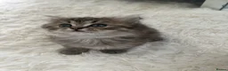 Persian cats for sale: Persian boy in Leeds - Advert 8