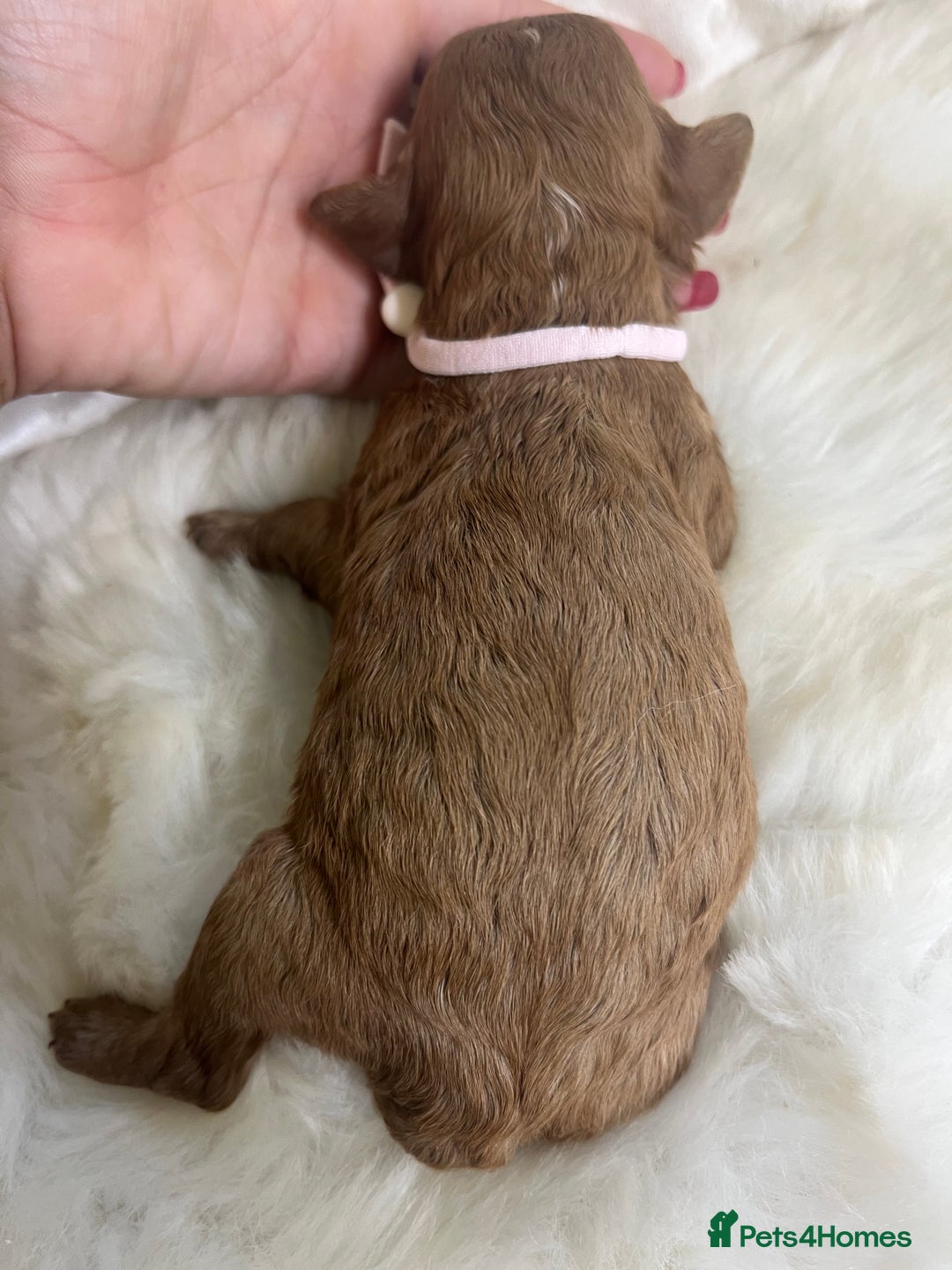 Cavapoo dogs for sale: Top Class Extensively tested F1b Toy Cavapoo pups - Image 19
