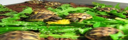 Hermann Tortoise reptiles for sale: Baby Hermann & Spur-thigh Tortoises for sale - Advert 4