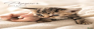 Pepper – My Little Tabby Girl 🤎🐾