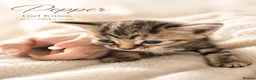 British Shorthair cats for sale: Beautiful Kittens 🐾Well Socialised, Loving  Pets - Advert 4