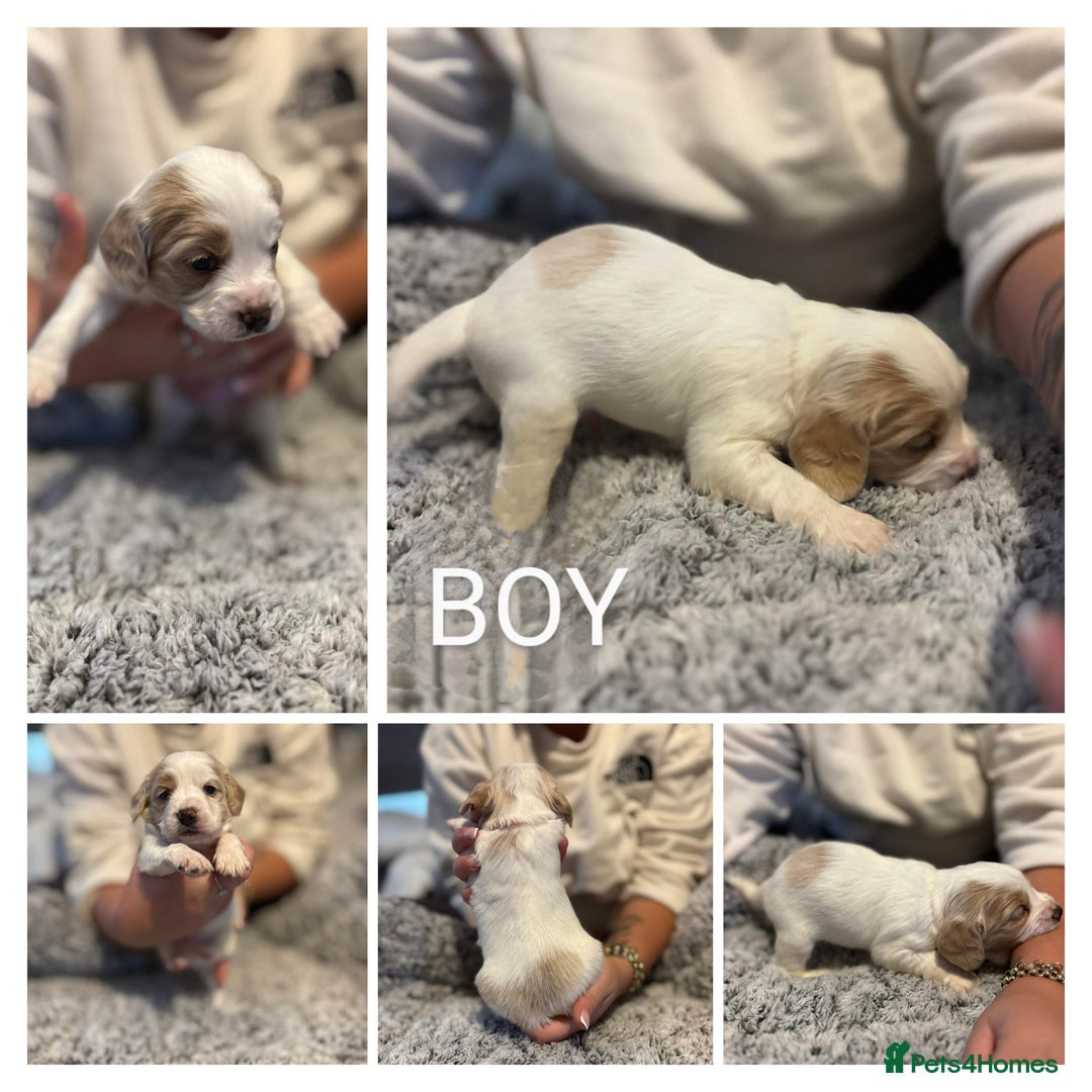 Mixed Breed dogs for sale: Cockapoo's  - Advert 7