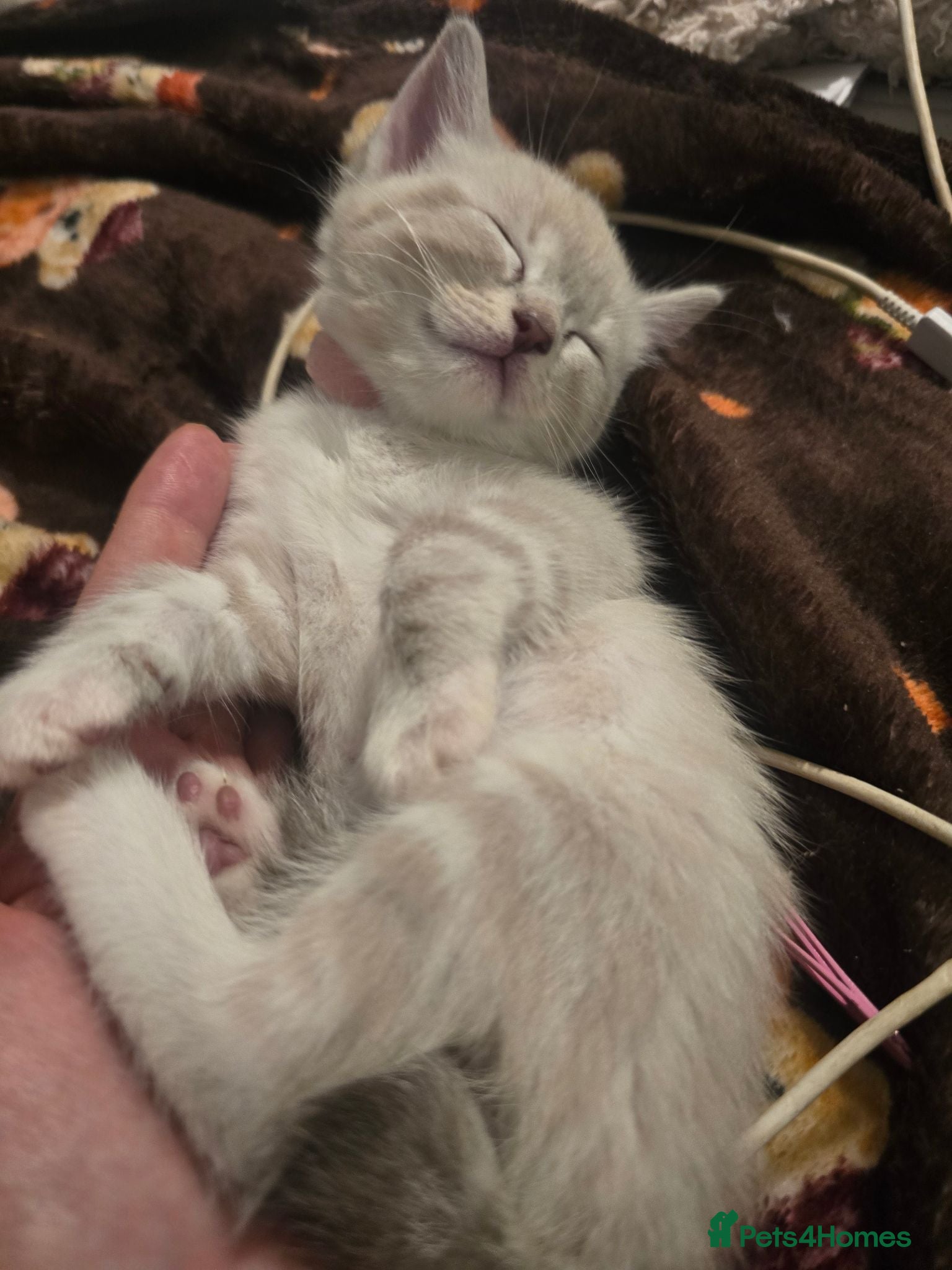Mixed Breed cats Snow Bengal/ Ragdoll  - Advert 14