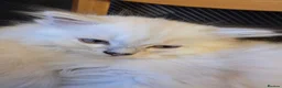 Persian cats for sale: Beautiful dollface persian chinchilla kittens  - Advert 18