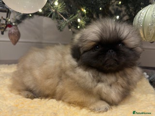 Pekingese dogs KC registered last Pekingese’s puppy - reduced - Advert 3