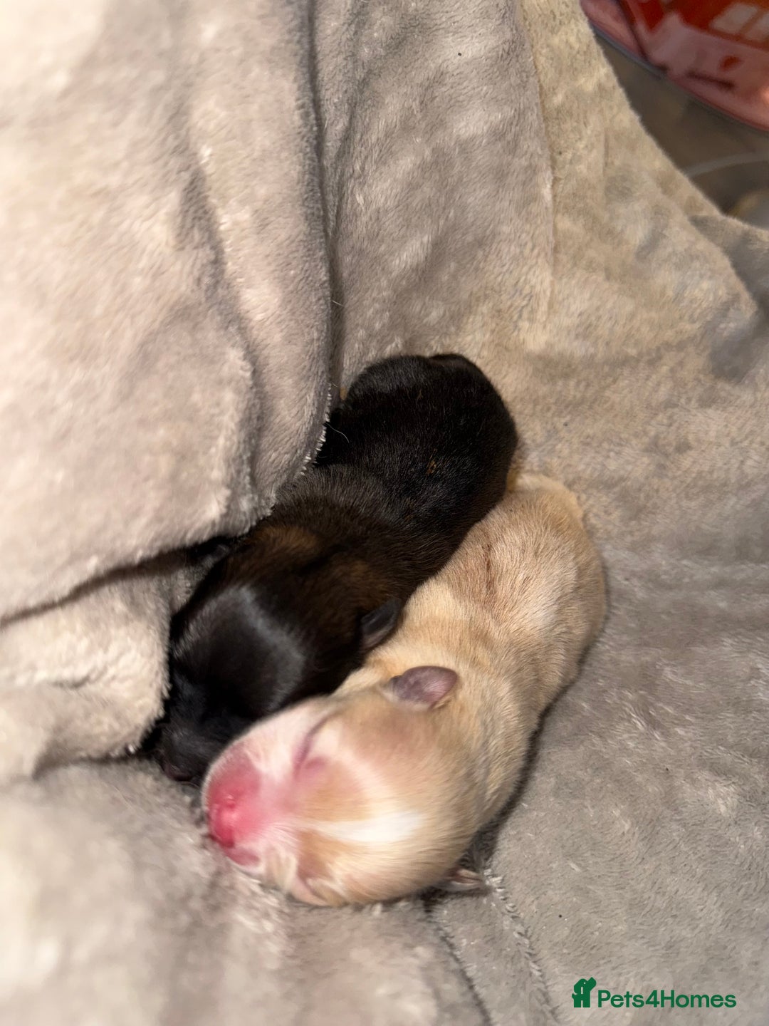 Pomeranian dogs for sale: Pomeranian puppies  - Advert 5