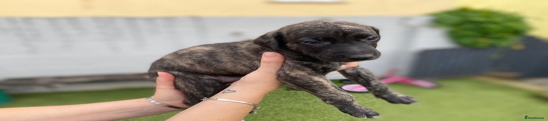 Lurcher Puppy 5