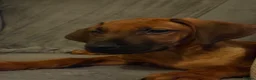Rhodesian Ridgeback dogs for sale: KC Rhodesian Ridgebacks - Advert 7