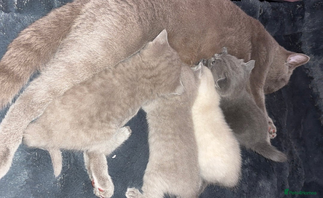British Shorthair cats for sale: British short haired kittens - 07518744823 - Image 6