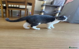 British Shorthair cats for sale: British shorthair blue and white, 4 months old  - Image 10