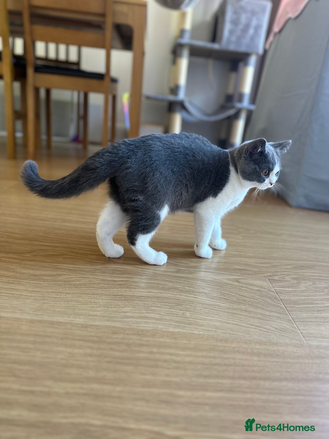 British Shorthair cats for sale: British shorthair blue and white, 4 months old  - Image 10