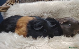 Guinea Pig rodents for sale: Guinea pigs babies and adults  - Image 5