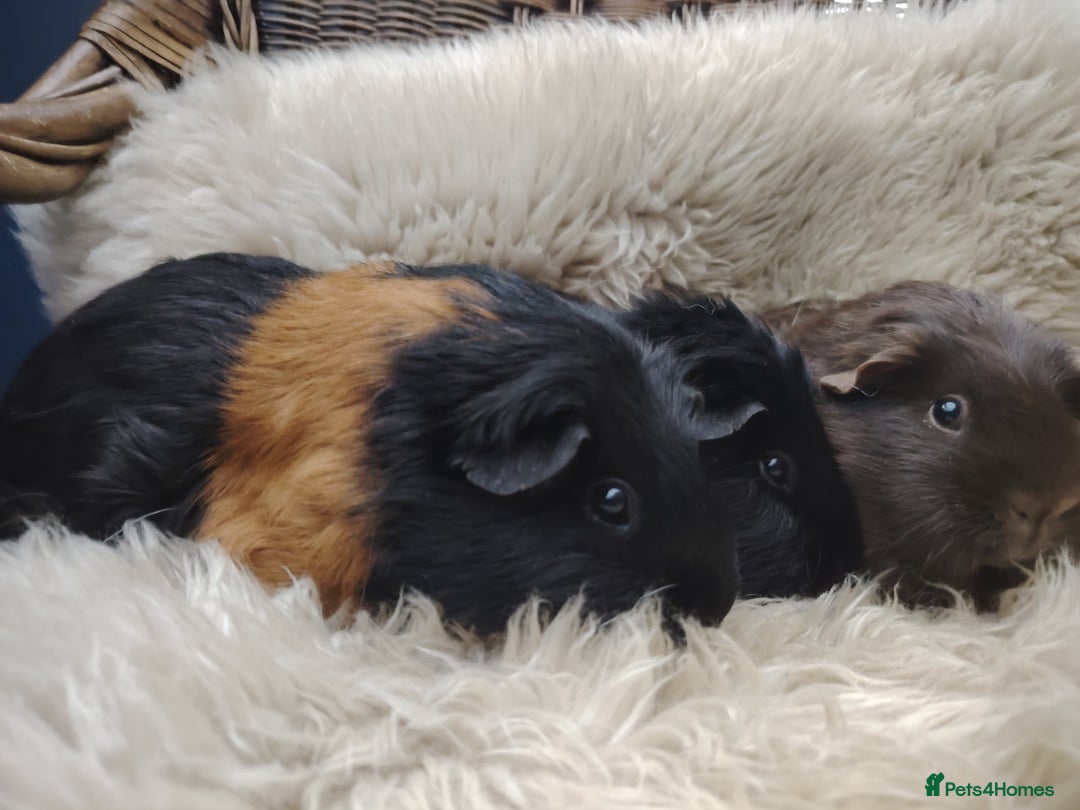 Guinea Pig rodents for sale: Guinea pigs babies and adults  - Image 5