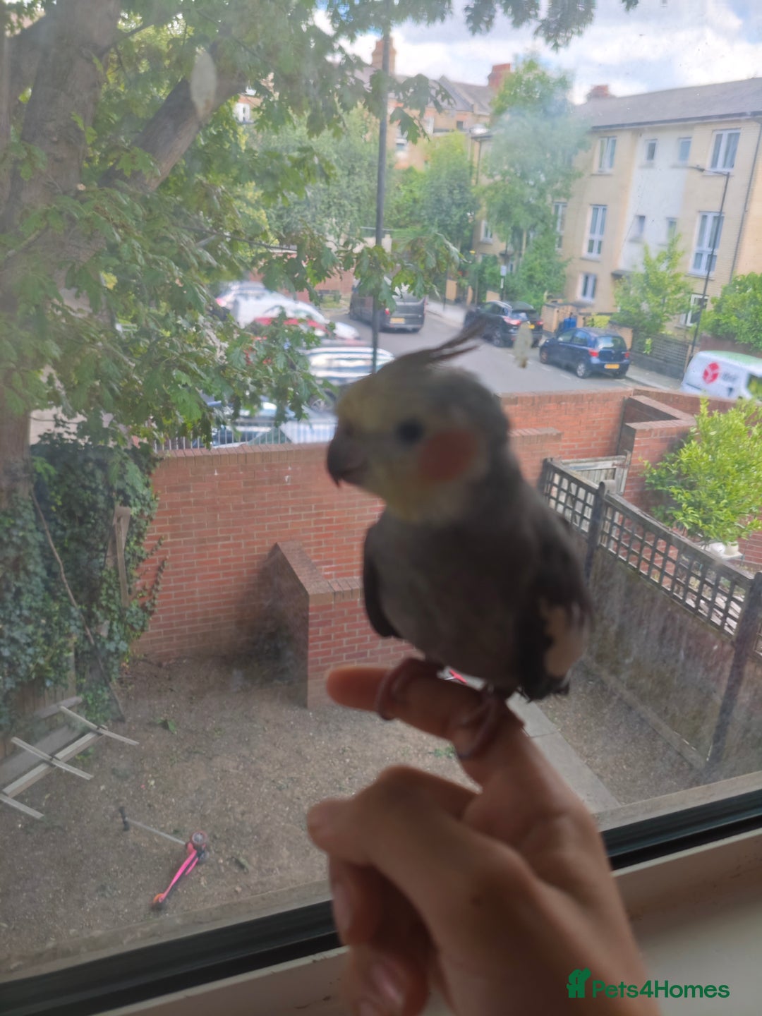 Cockatiels birds for sale: Selling 2 amazing cockatiels  - Image 14