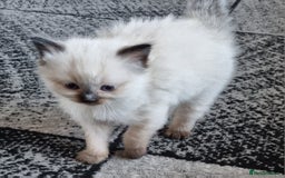 Ragdoll cats for sale: Beautiful Ragdoll  - Image 2