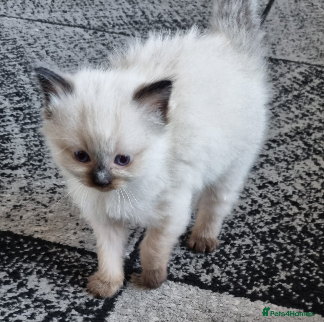 Ragdoll cats for sale: Beautiful Ragdoll  - Image 2