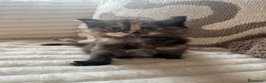 Ragcoon 4