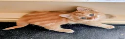 Mixed Breed cats for sale: Stunning Fluffy Tabby Kittens! - Advert 9
