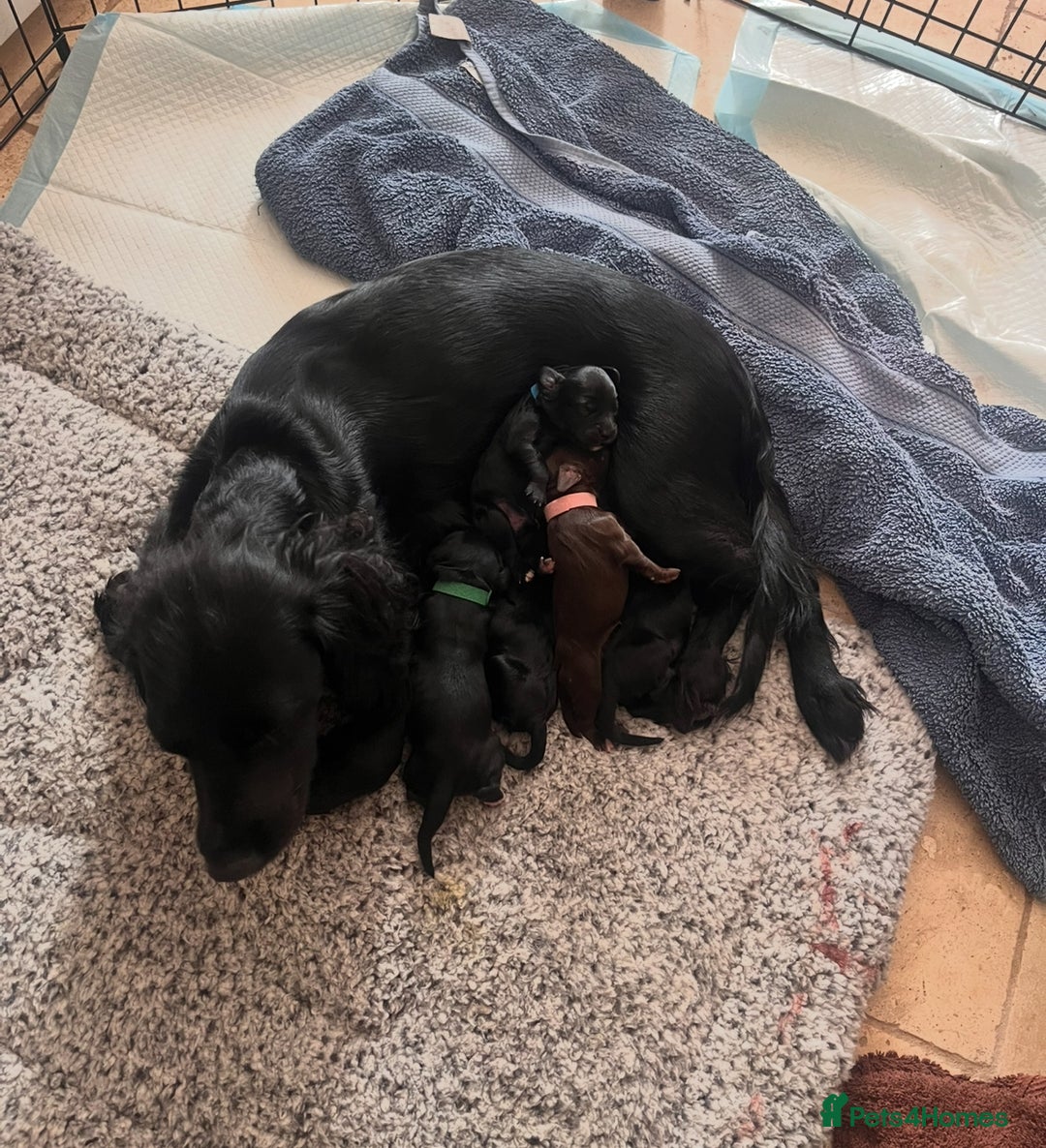 Cocker Spaniel dogs for sale: 6month old cocker spaniel puppy  - Image 7