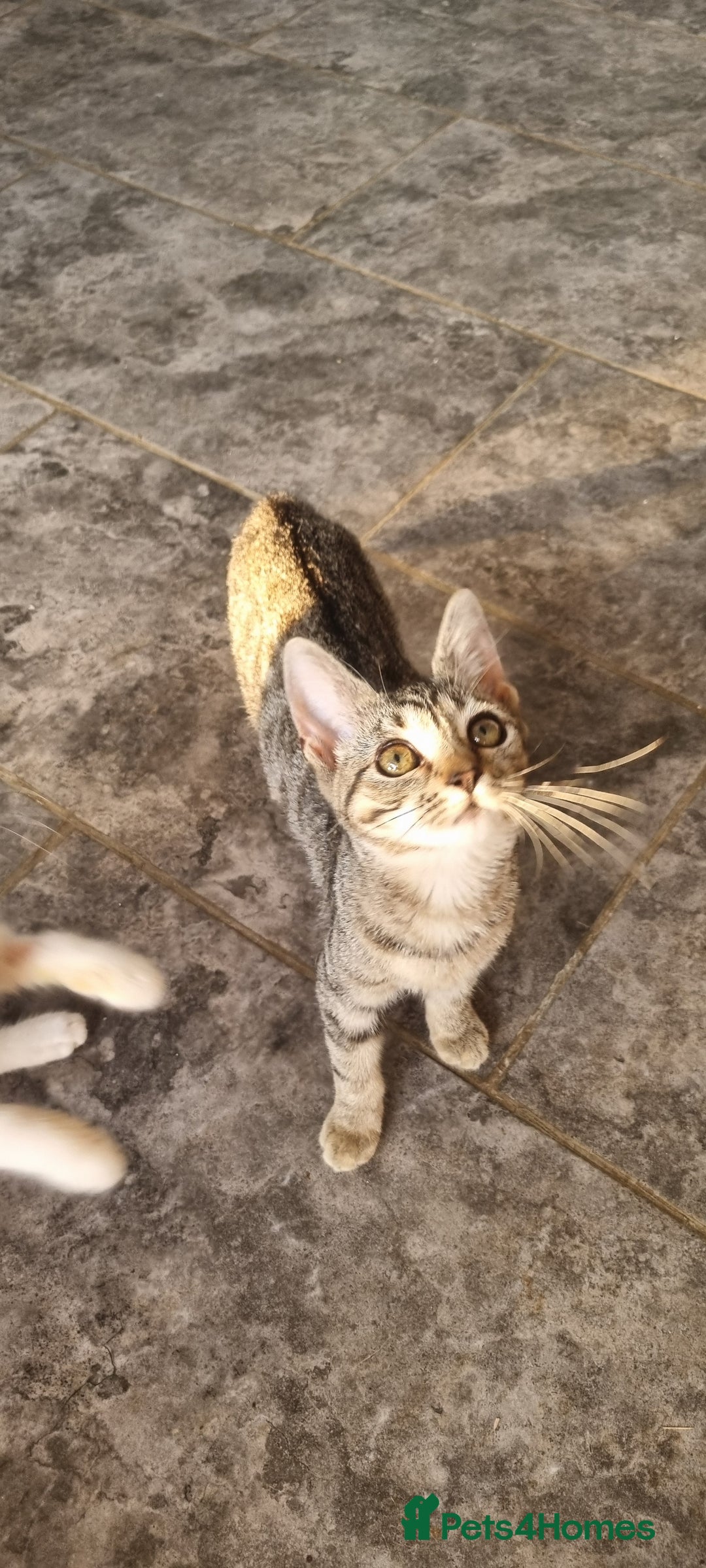 Domestic Shorthair cats for sale: Kittens looking for homes - Image 2