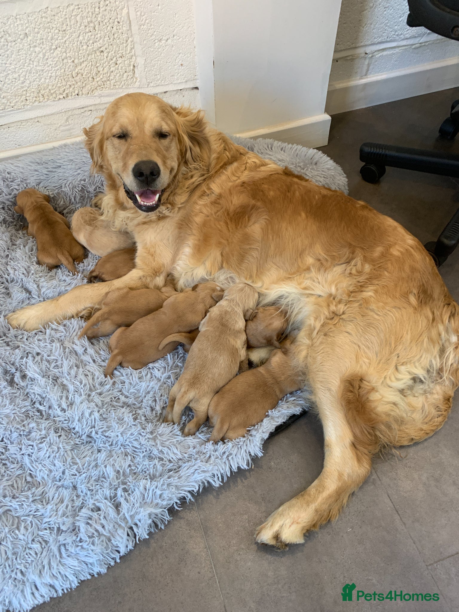 Golden Retriever dogs KC REGISTERED GOLDEN RETRIEVER PUPPIES - Advert 1